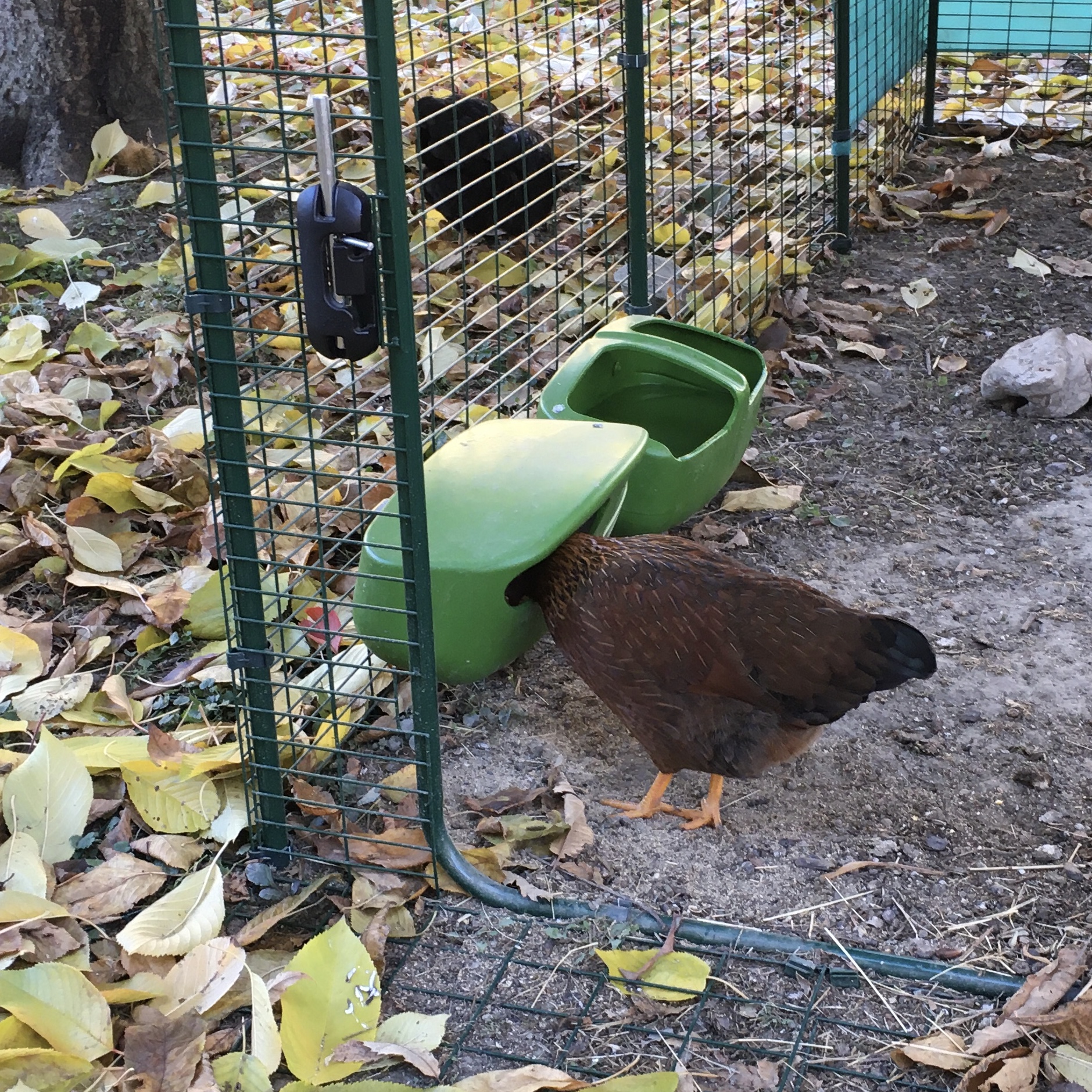 Pollo comiendo de un comedero para pollos