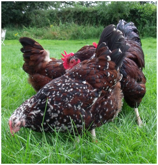 Damian Warner's beautiful Maran hens free ranging in the garden in search for some tasty bugs