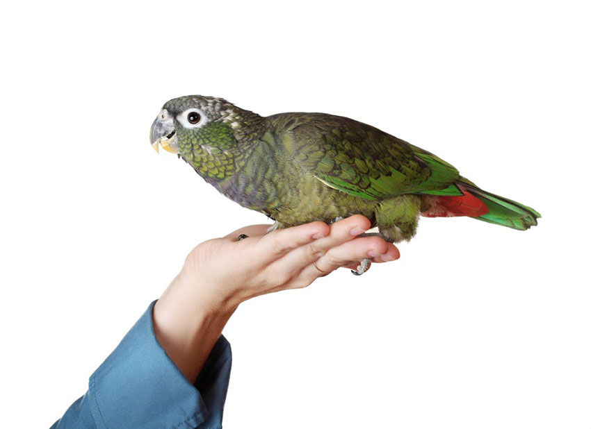 Maximillians Pionus Parrot