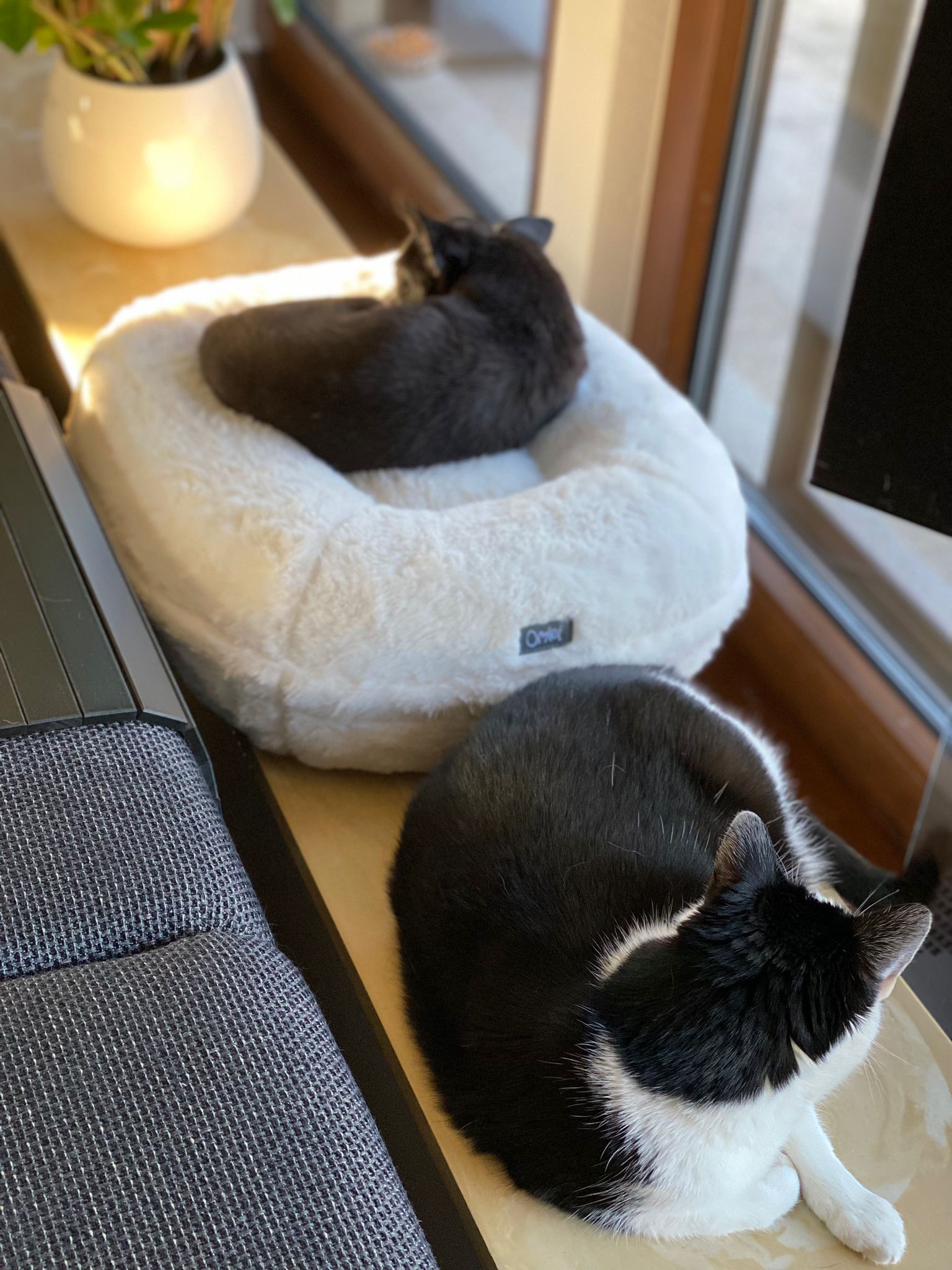 A dog in a white donut shaped cat bed, a cat next to him