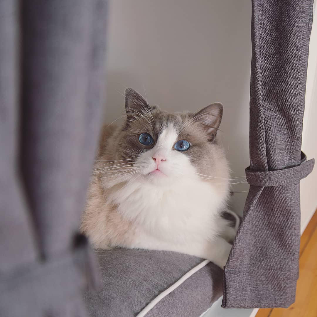 Un gato gris y blanco con ojos azules en un Maya Nook con cortinas y cojines grises