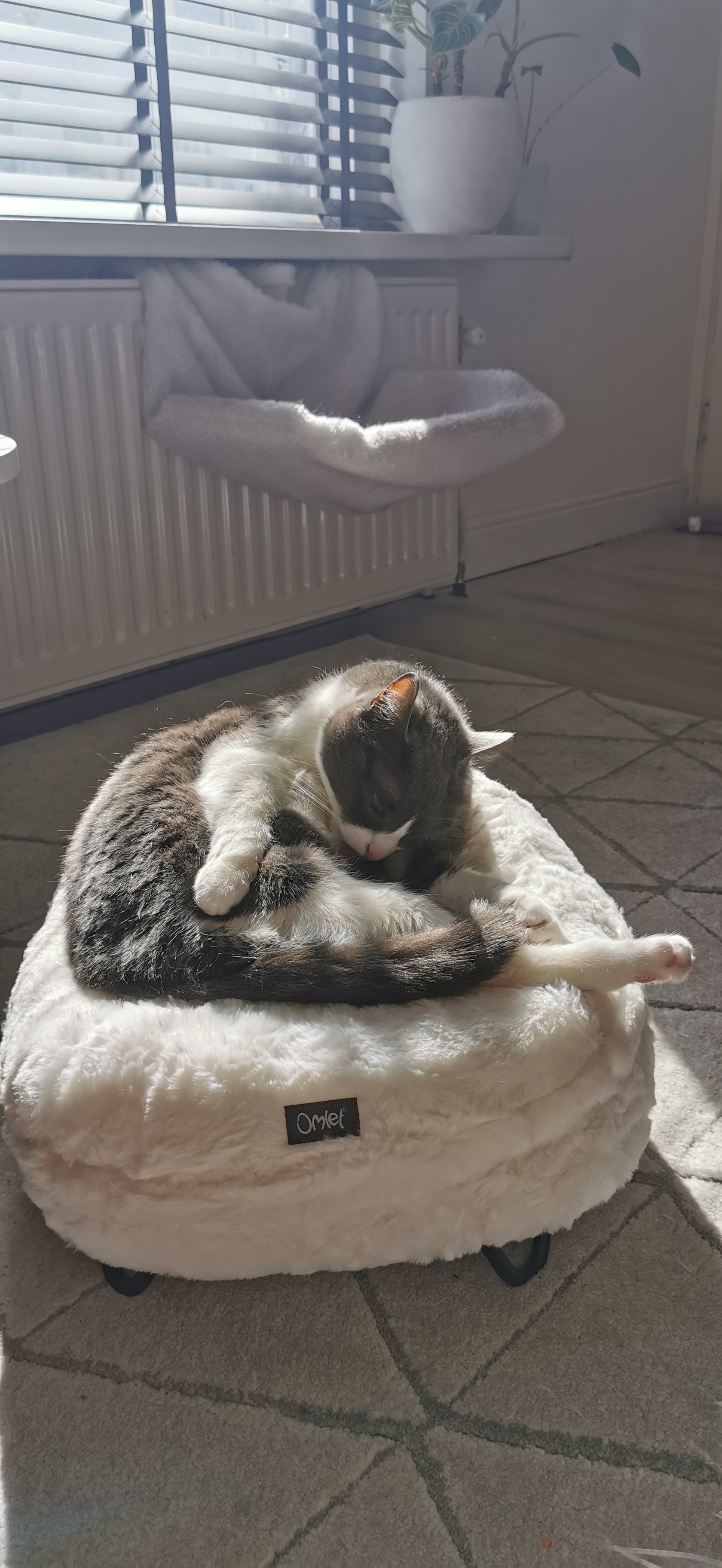 A cat grooming in his white donut shaped bed