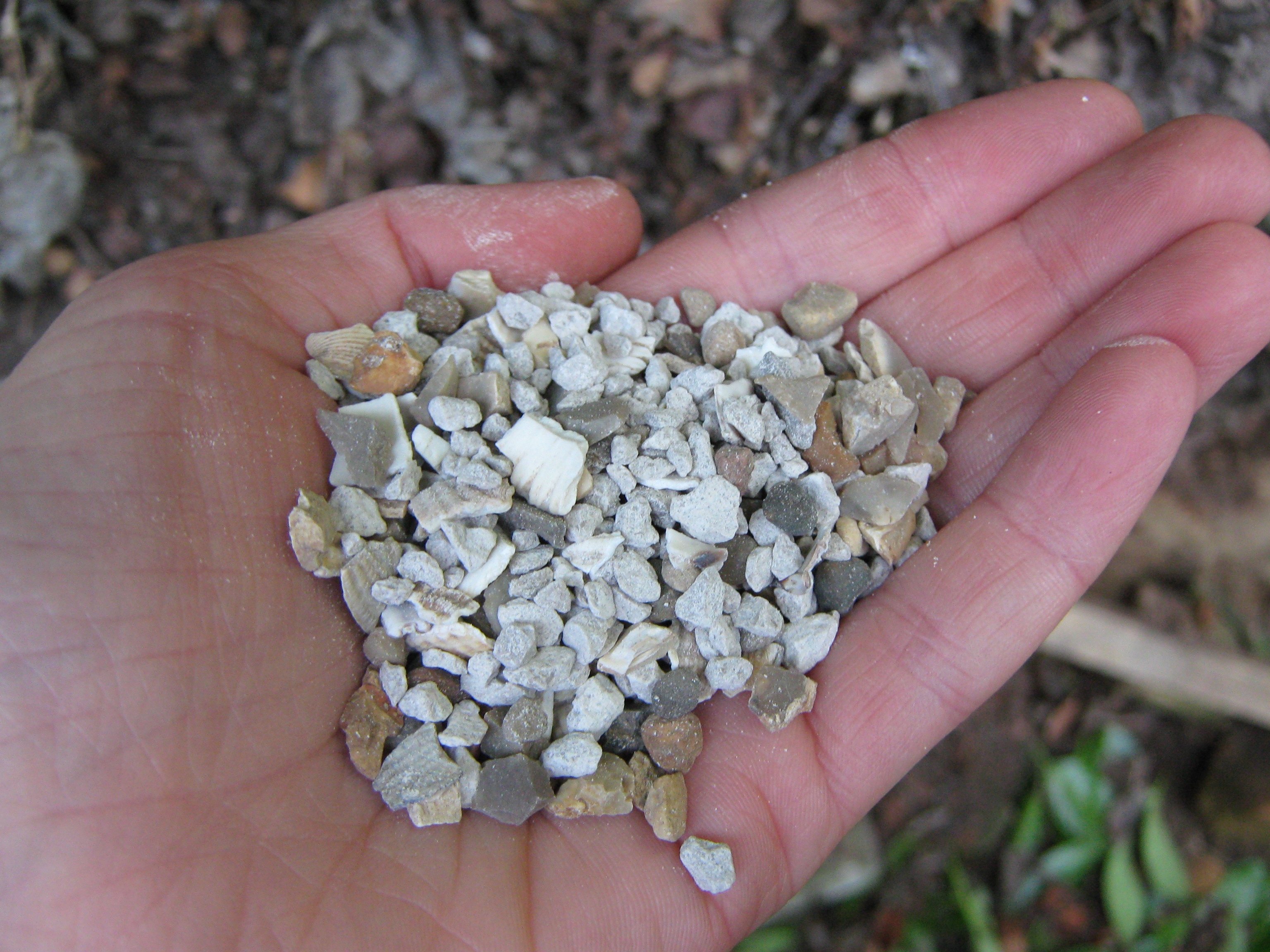 A close up of some seashell grit used for chicken feed
