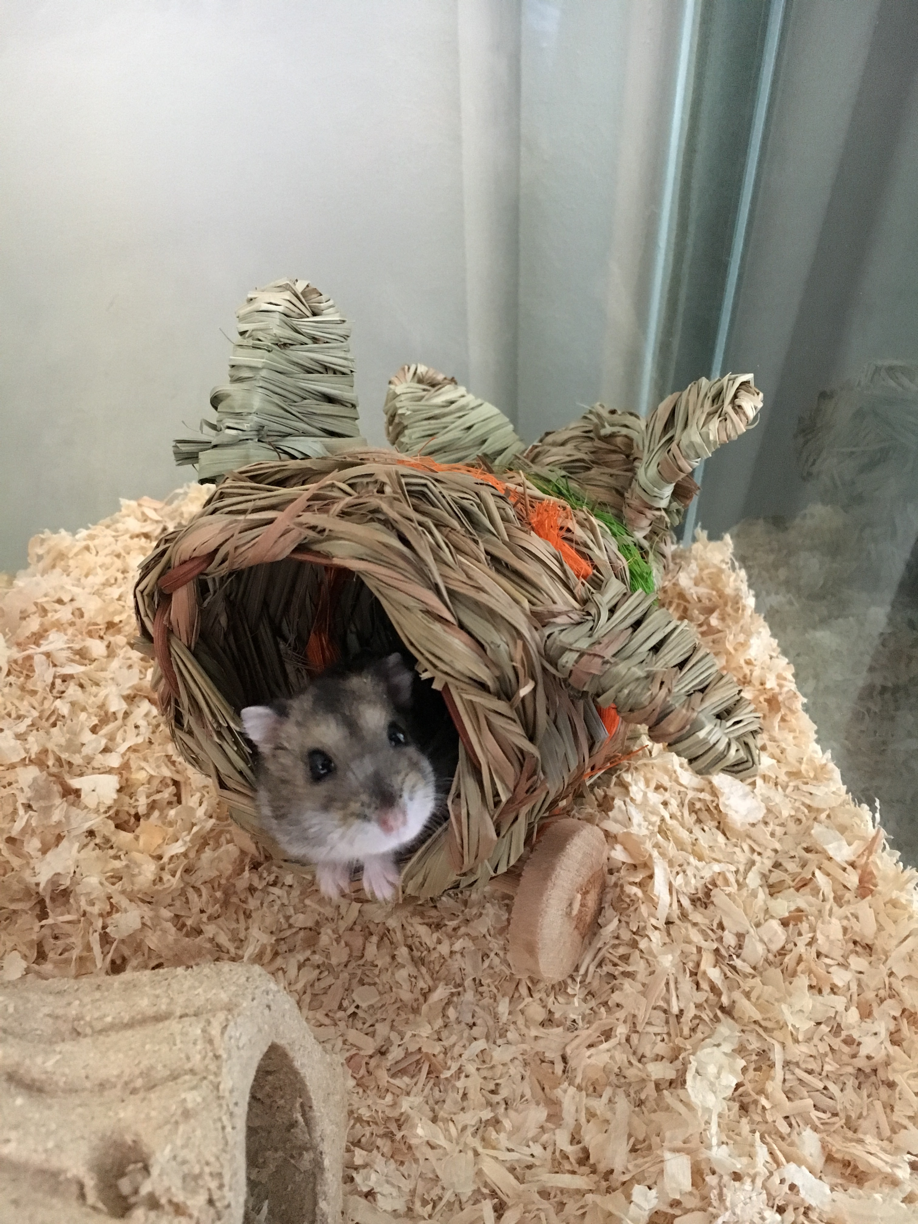 Hamster en jaula de cristal