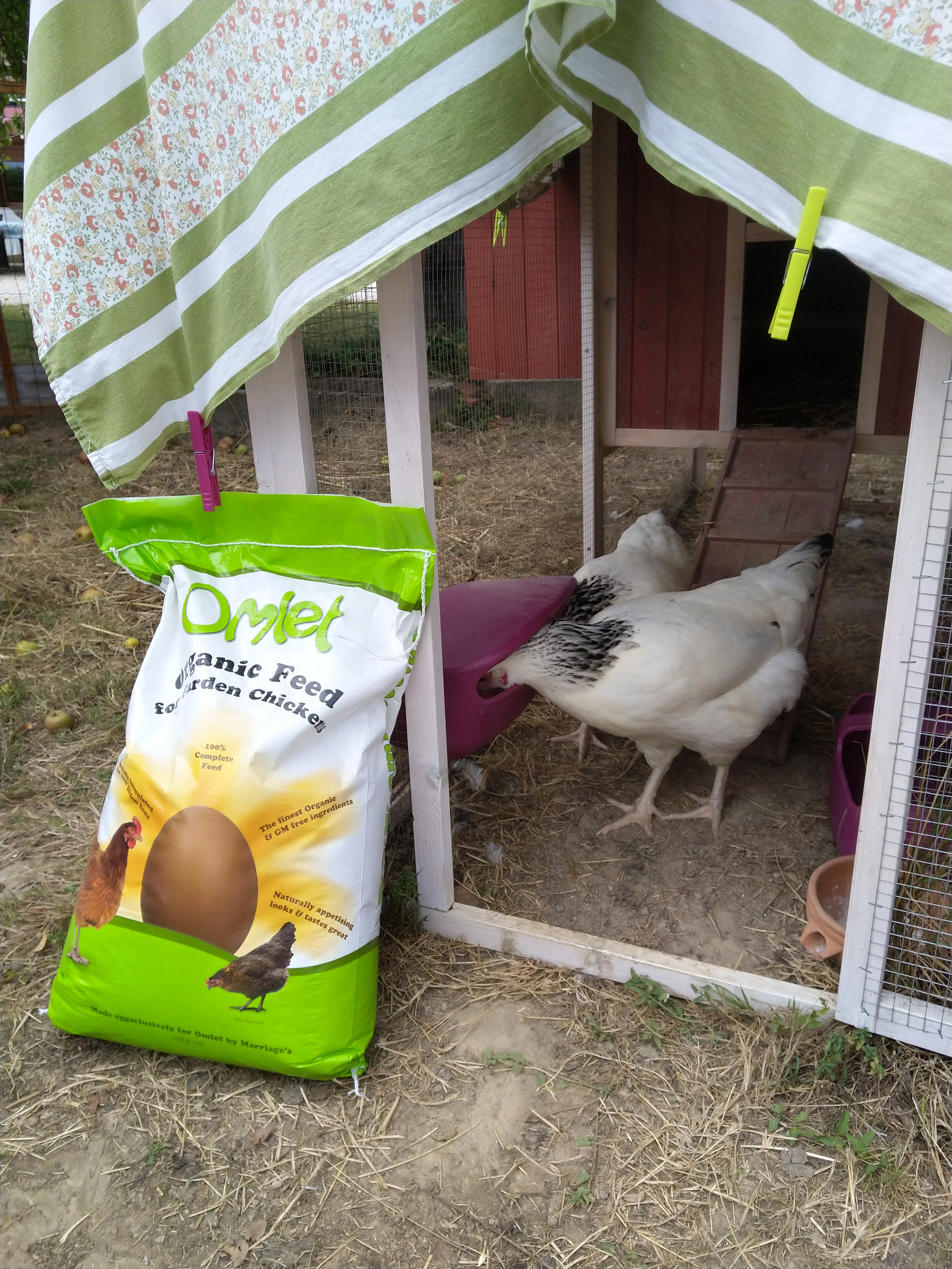 Chickens with Omlet chicken feed
