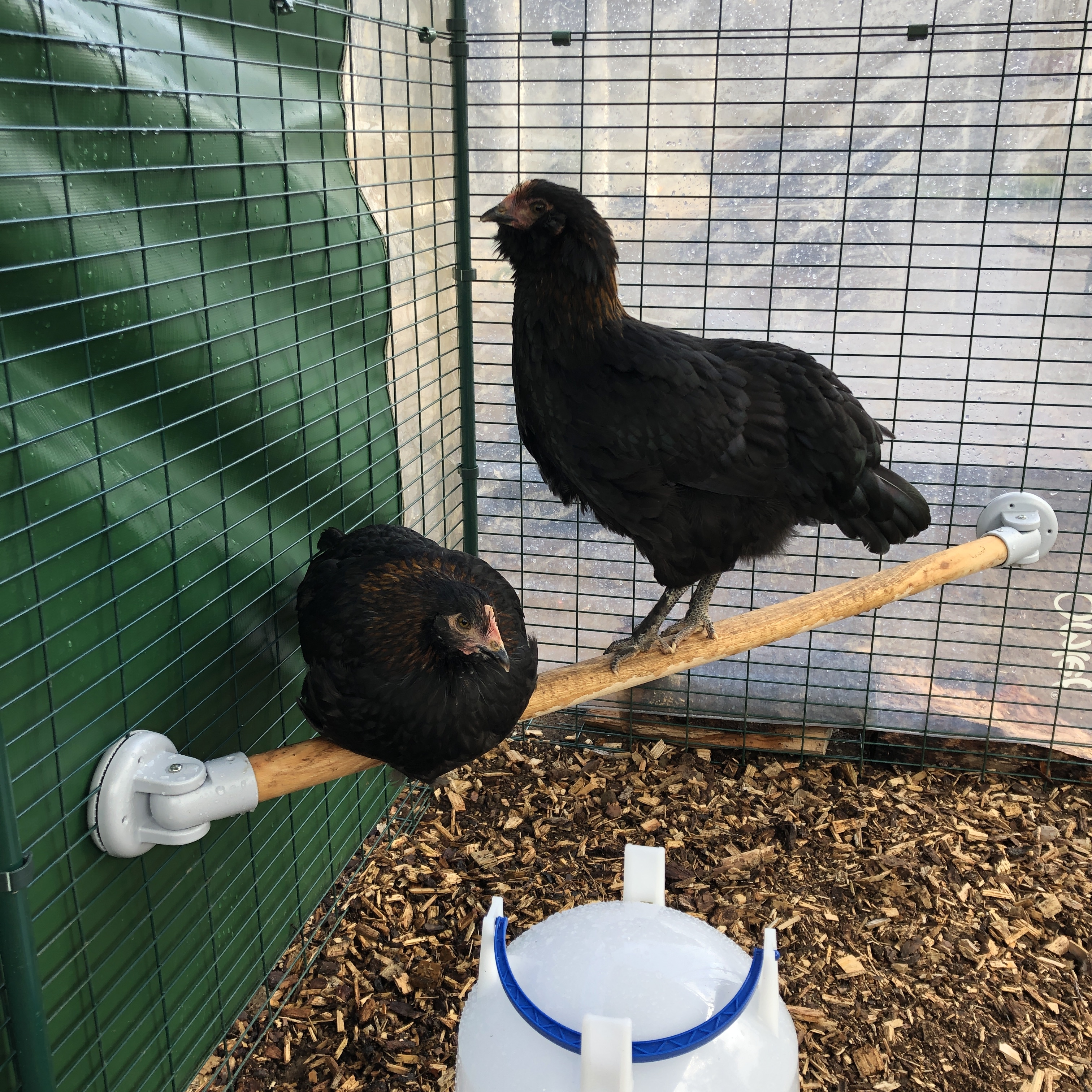 Two Chickens sitting on Omlet Universal Perch
