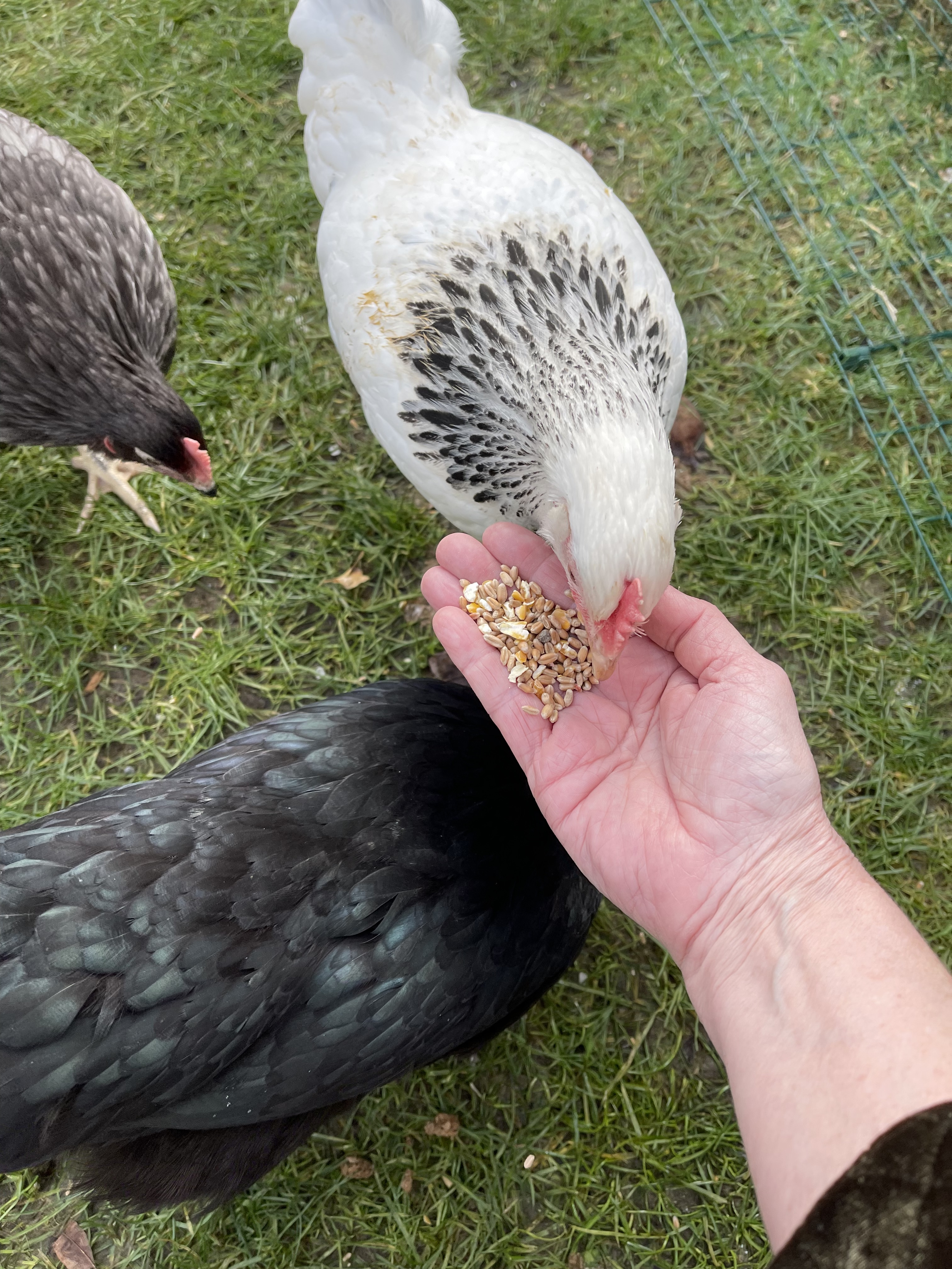 A chicken pecking some seeds from a hand