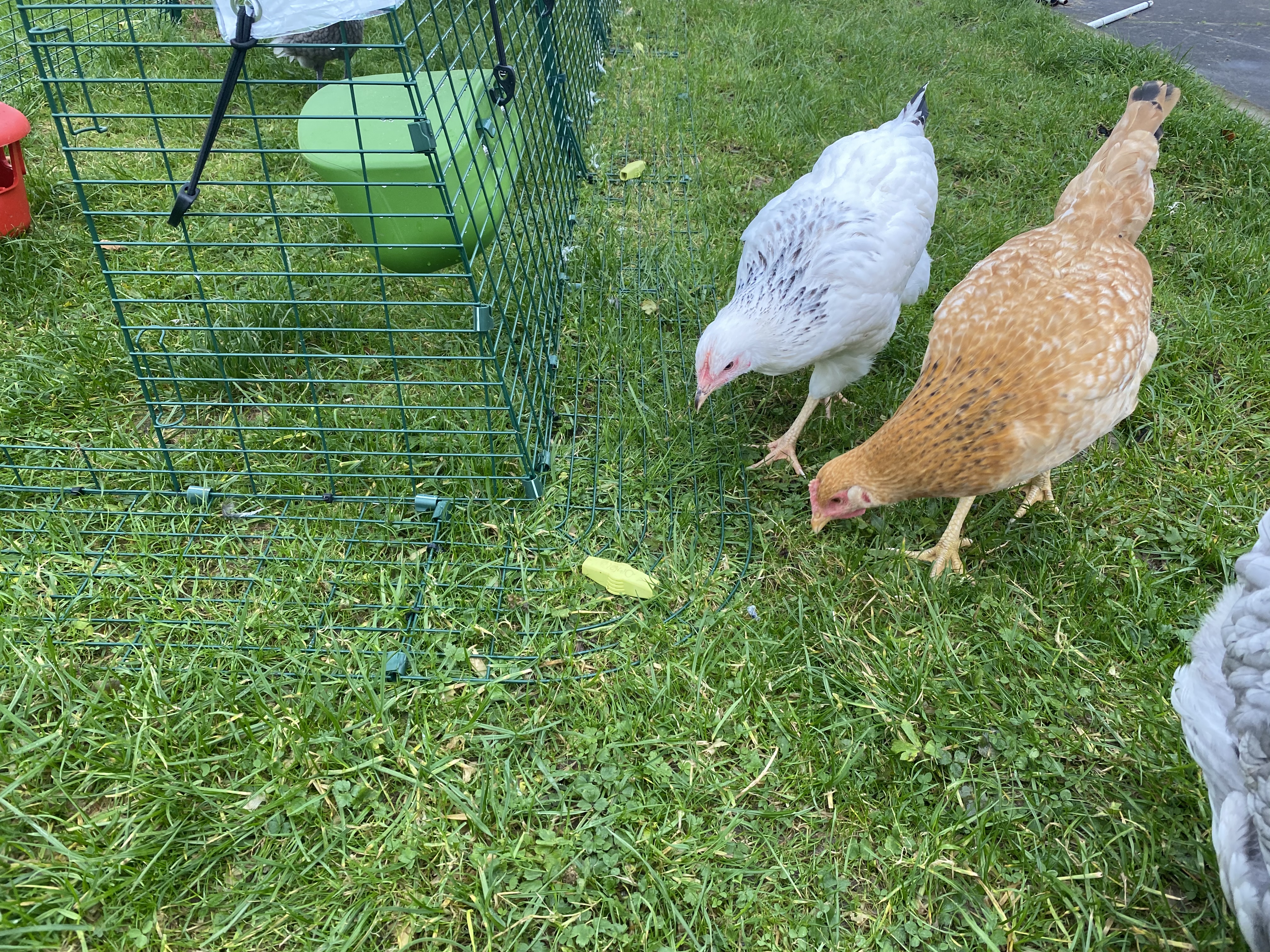 Chickens inspecting the ground anchors 