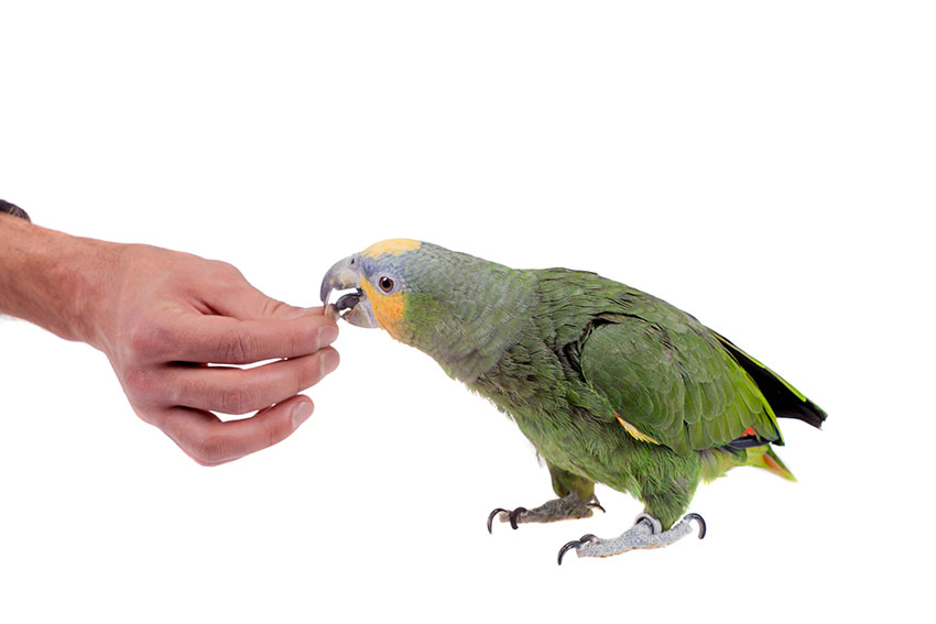 Orange-winged Amazon hand-feeding