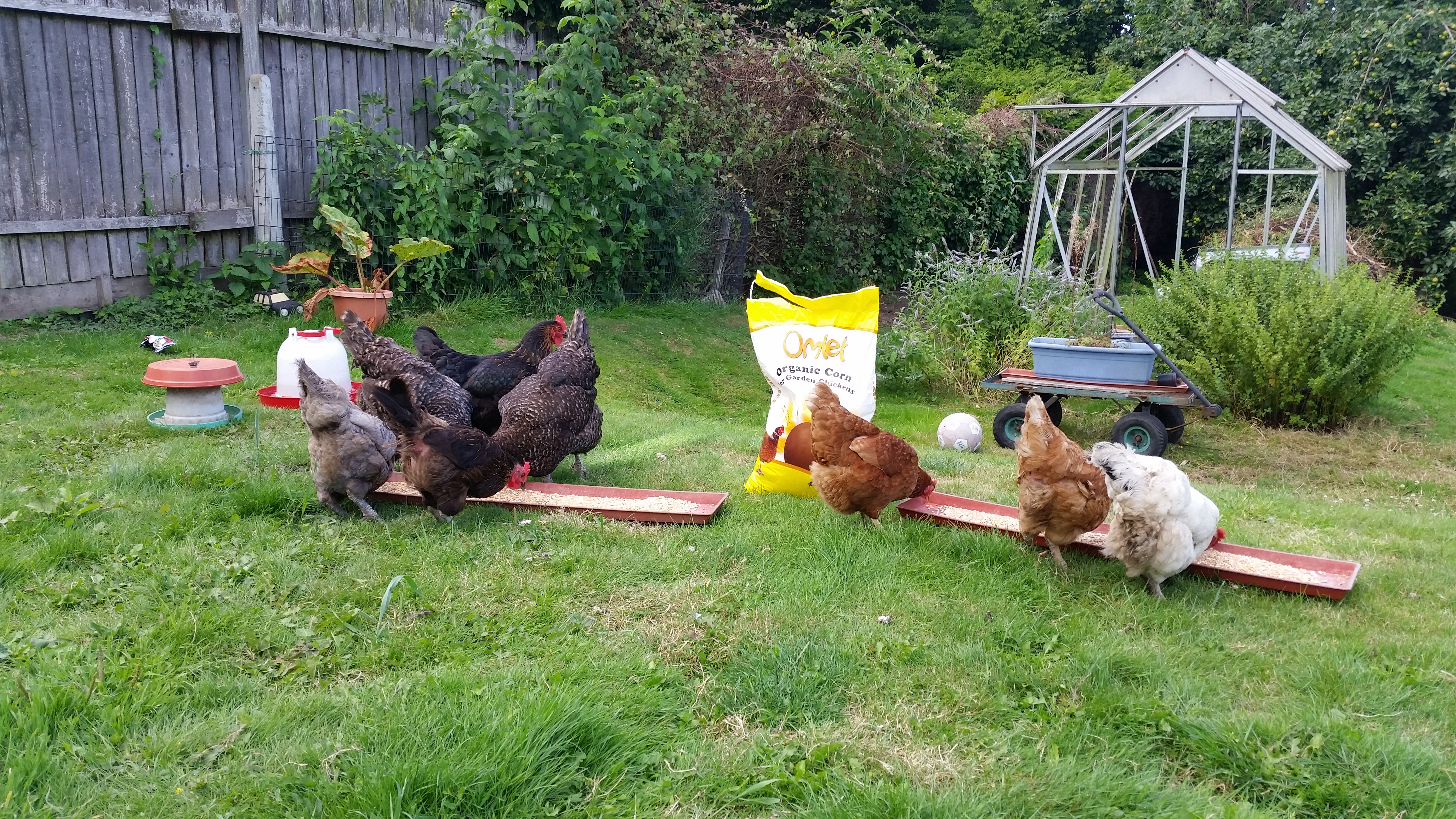 Omlet chicken feed is the best for garden hens 