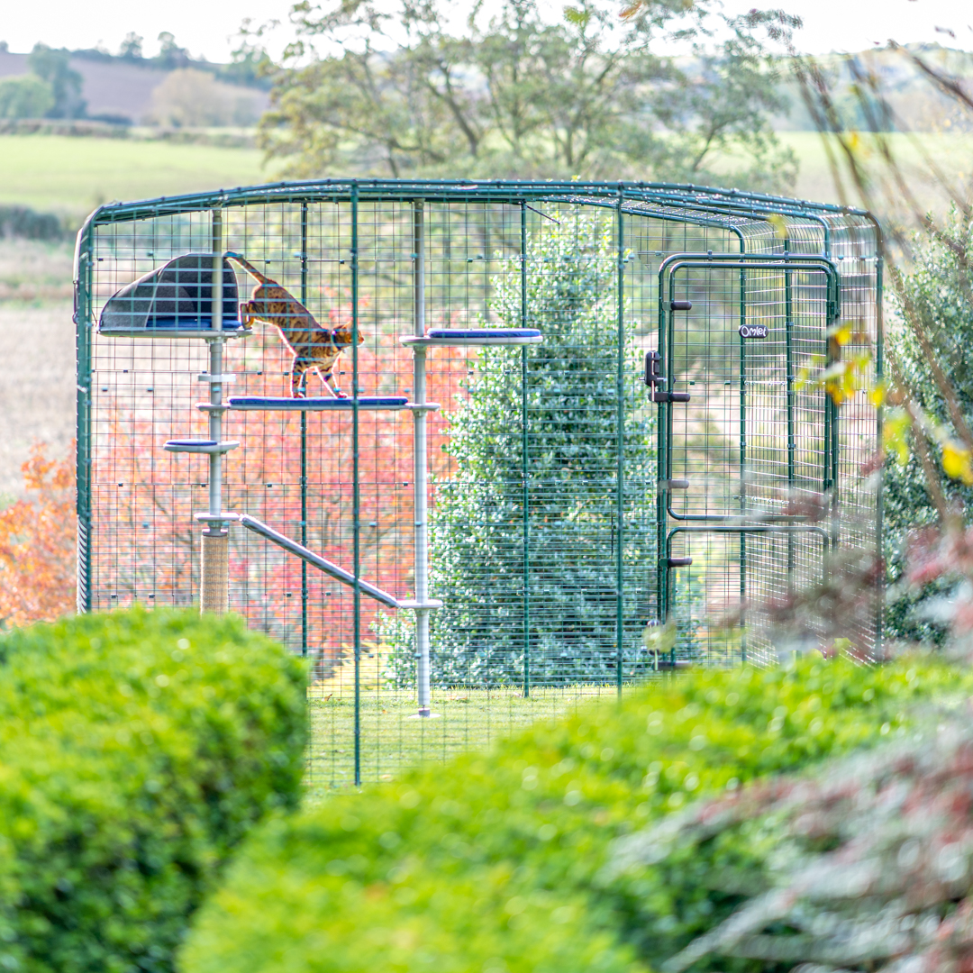 Chat qui grimpe dans un arbre à chat d’extérieur Freestyle à l’intérieur d’un enclos d’extérieur Omlet dans un jardin