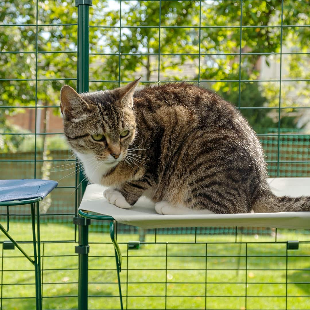 Gato sentado en estantería blanca impermeable para gatos en catio de exterior
