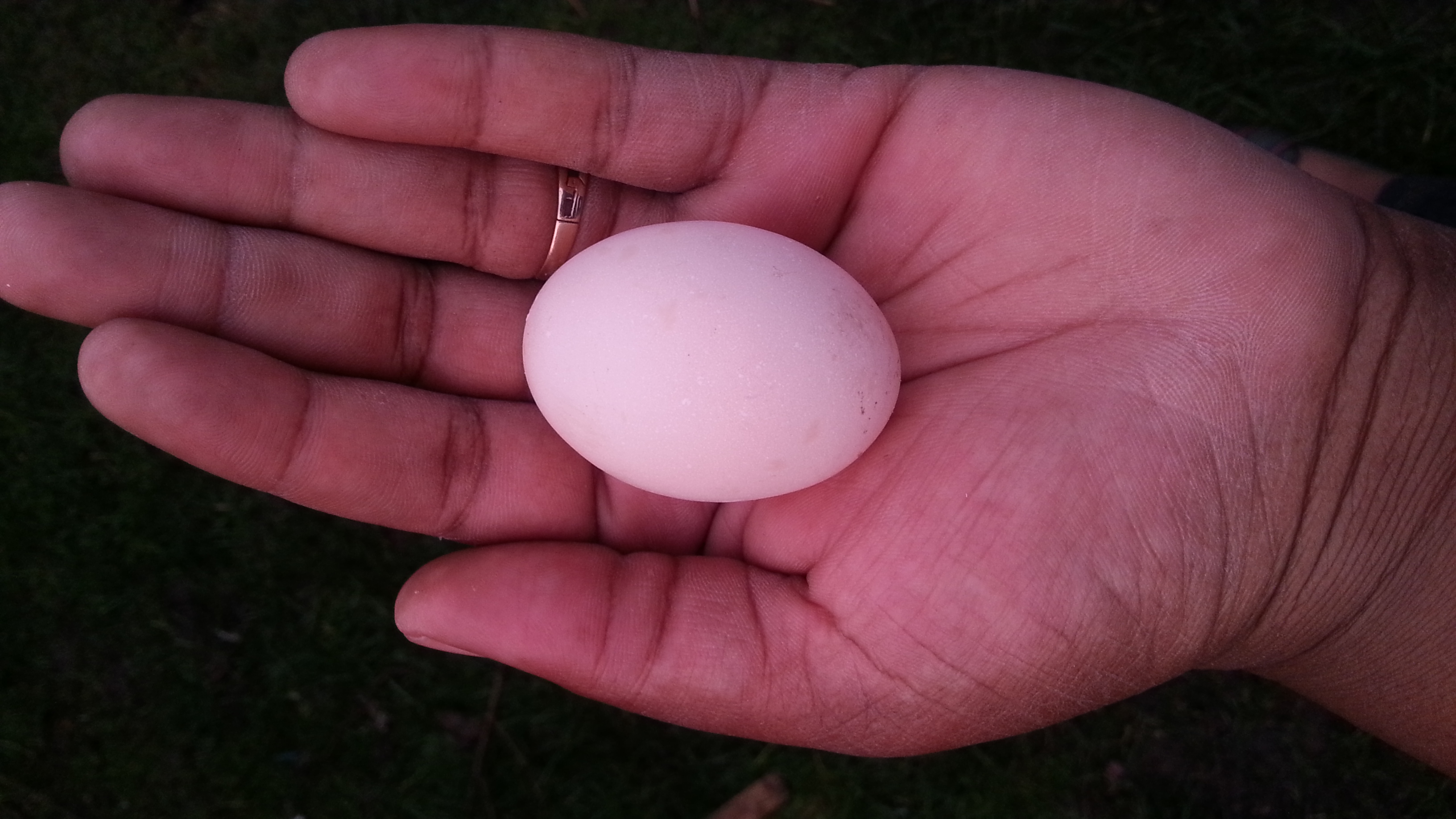 Nikkesha Heath tenant dans sa main un des délicieux œufs de sa poule bantam de Pékin