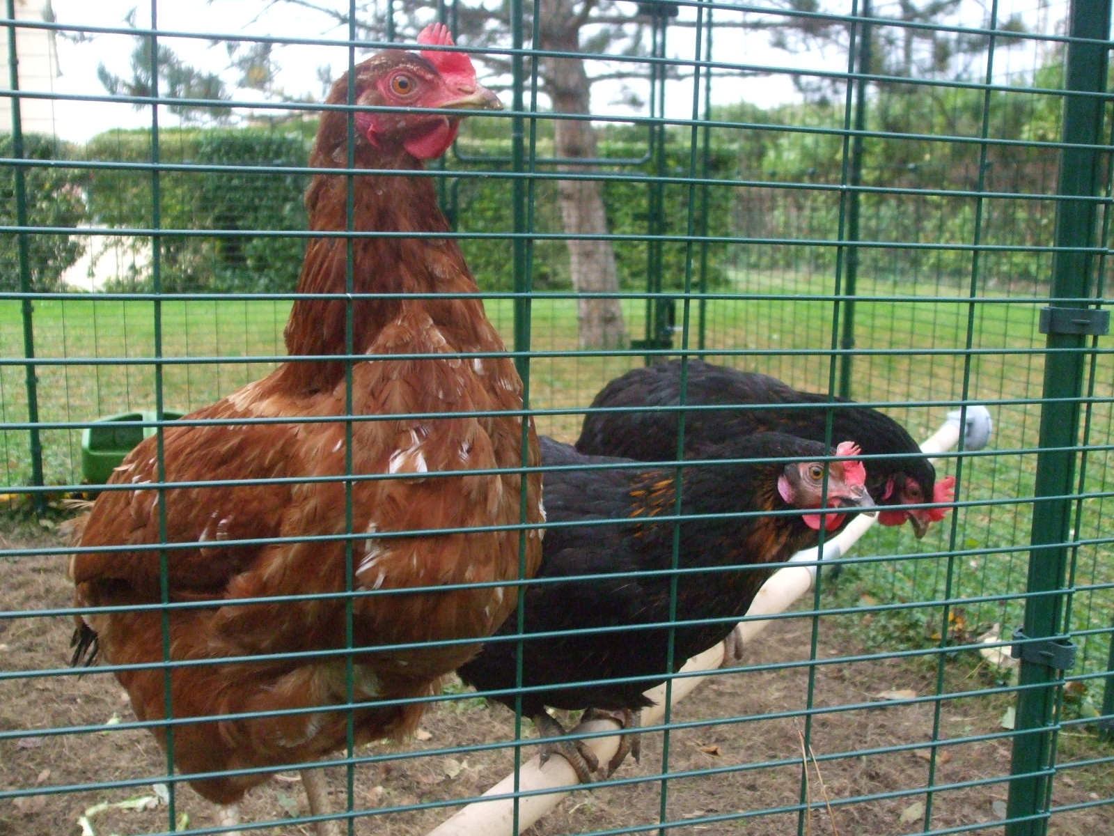 Three chickens perching on their wooden perch inside their enclosure