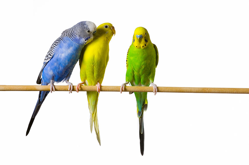 Pet budgies on a perch