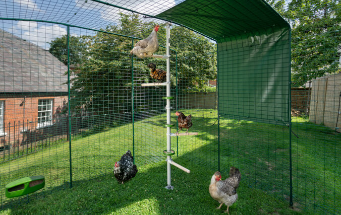 Et hønsetræssystem der er fastgjort til en walk-in hønsegård
