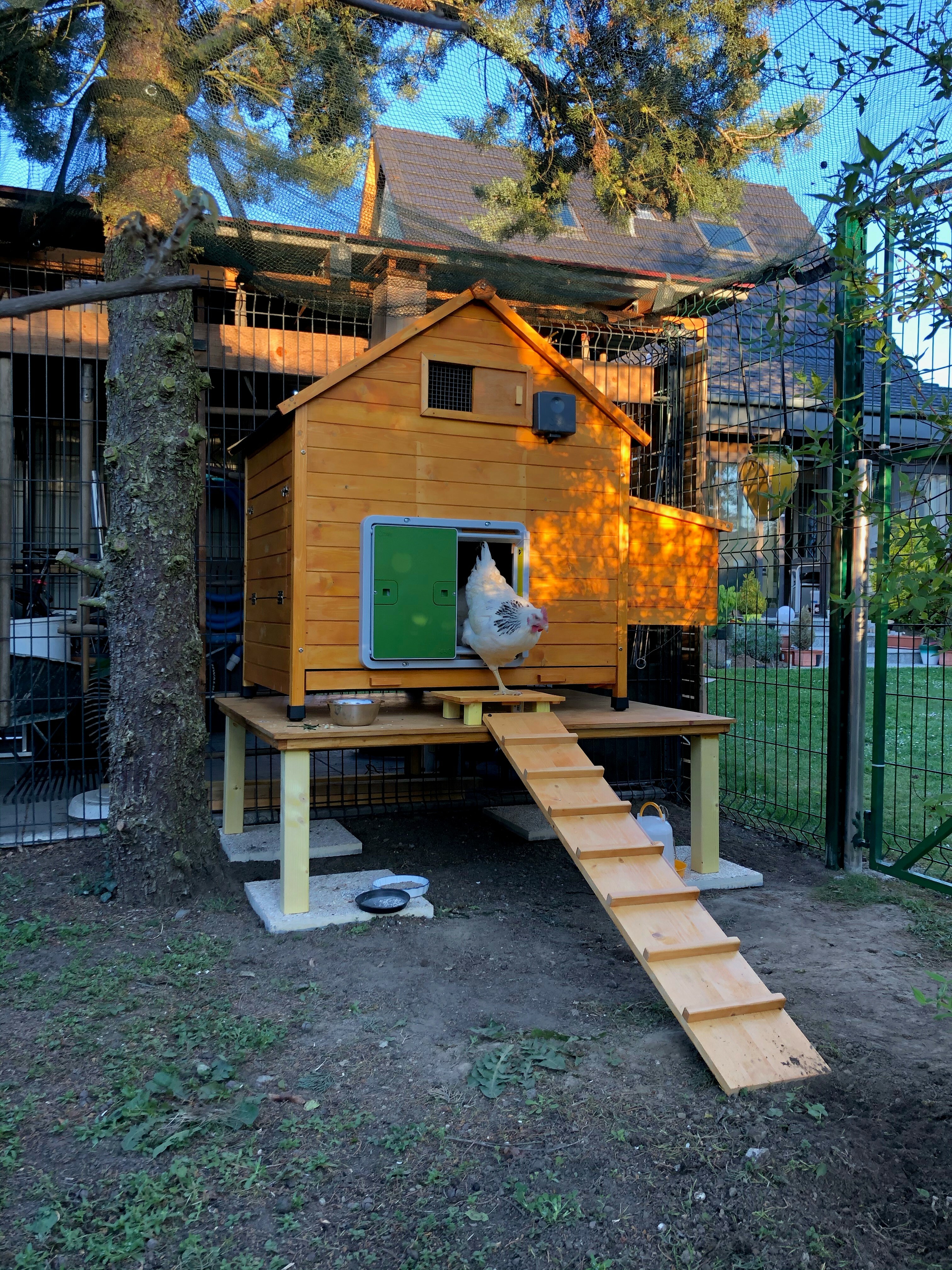 A green automatic chicken coop door mounted on a wooden chicken coop