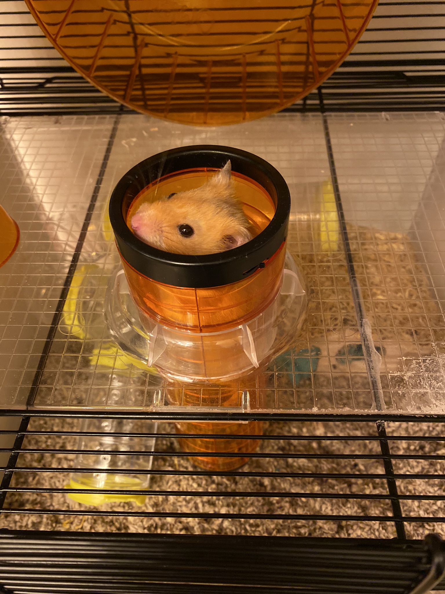A hamster peeking his head out of a tube connecting the two parts of his cage