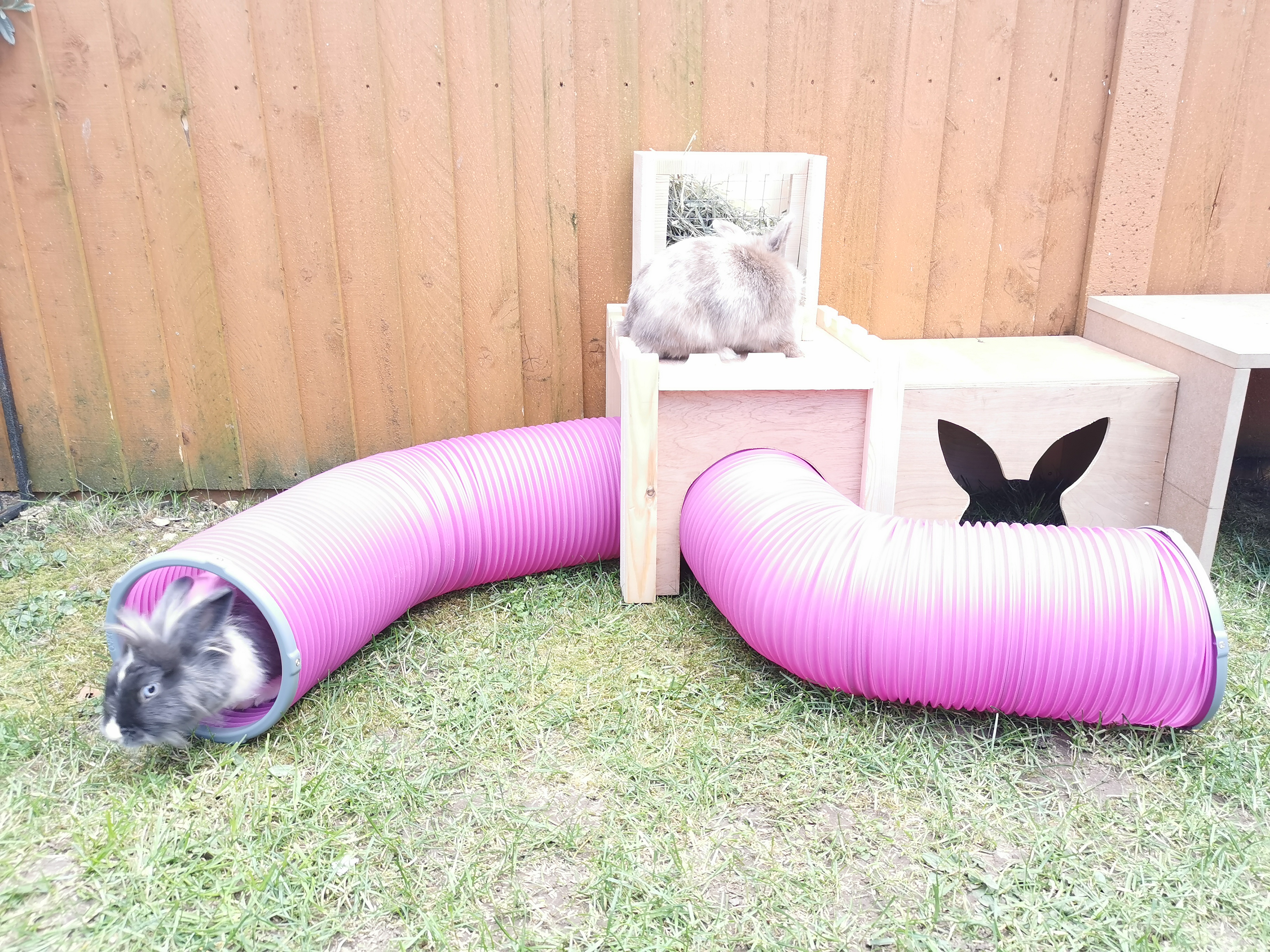 Loving their new tunnels! 
