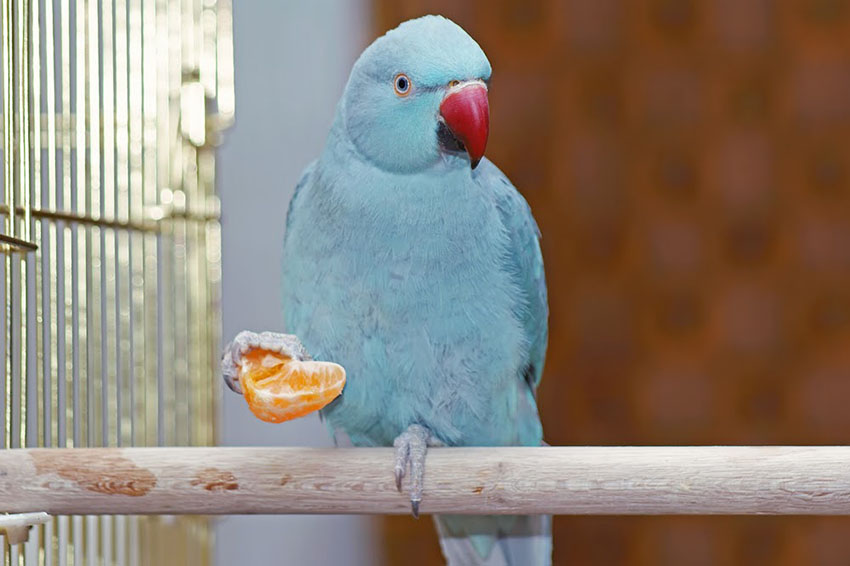 Ringnecked Parakeet blue type