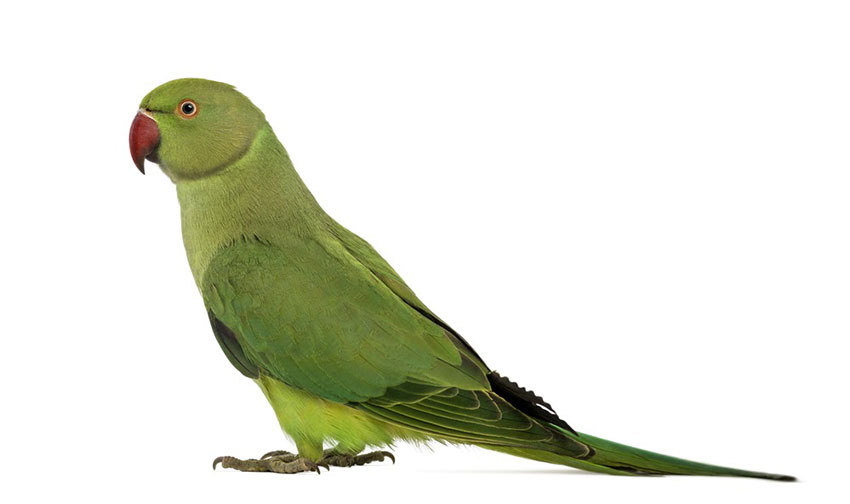 Rose-ringed or Ring-necked parakeet