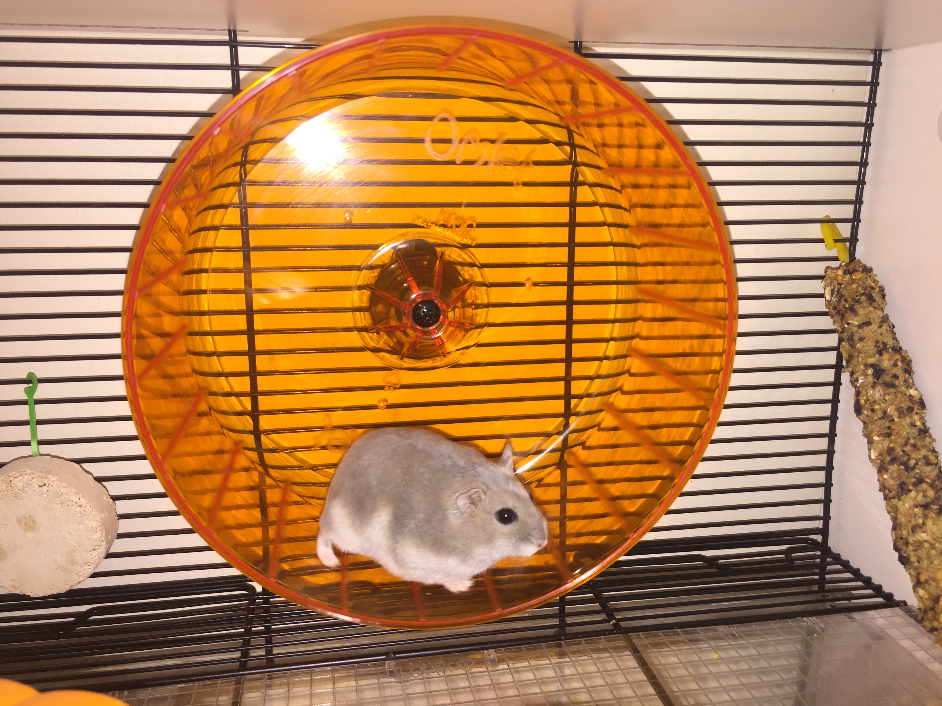 Un pequeño hámster enano gris y blanco en una rueda naranja dentro de una jaula Qute 