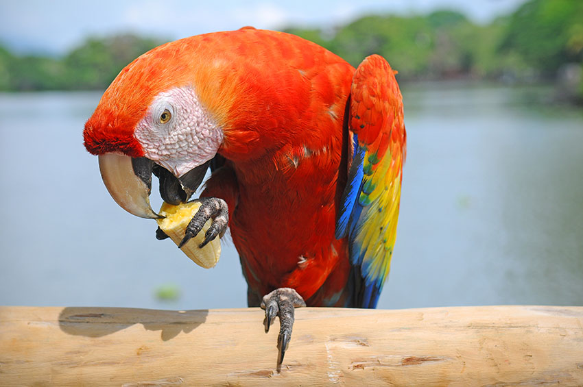 Scarlet Macaw eating