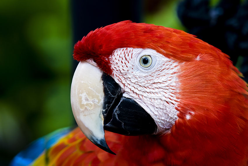 Scarlet Macaw head