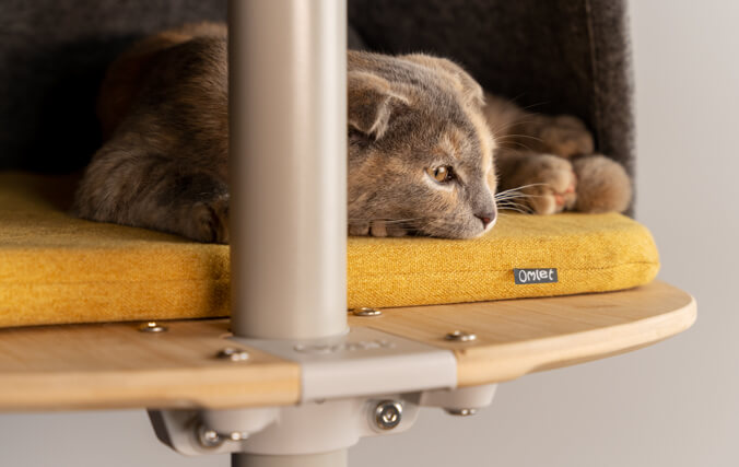 Chat Scottish Fold qui se repose dans une tanière d’arbre à chat