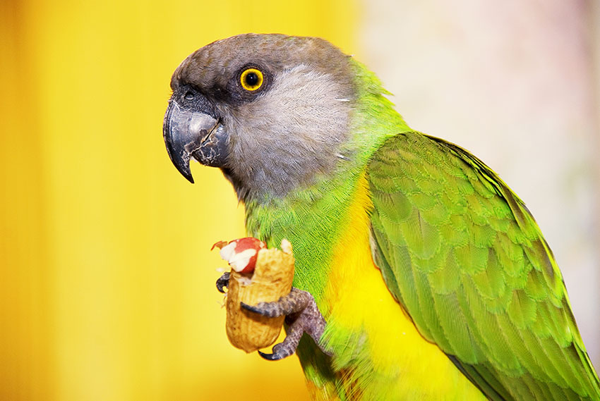 Senegal parrot eating