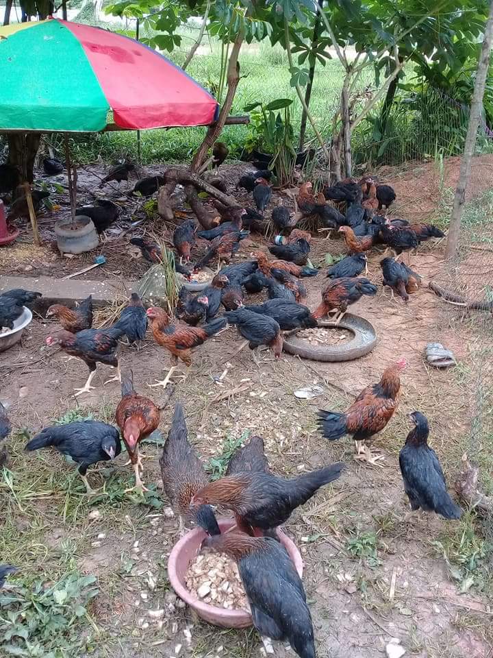 With all of the chickens 