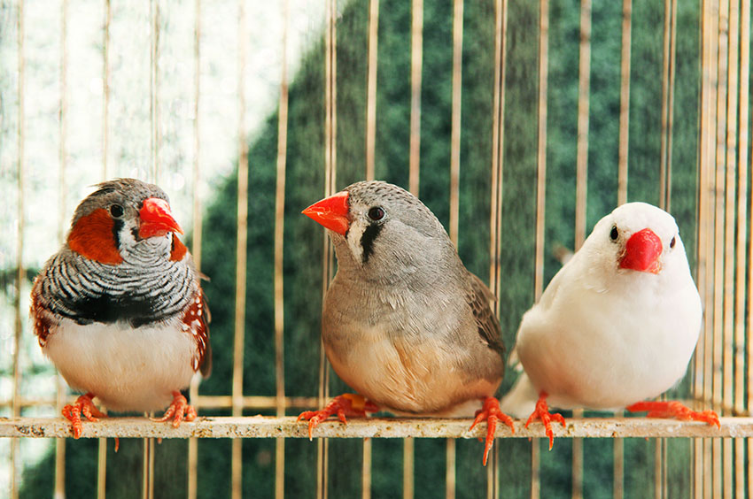 Zebra Finches and Canaries are not the only songsters