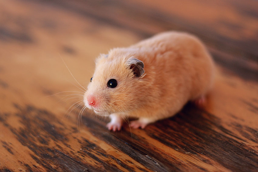 treatments for hamsters