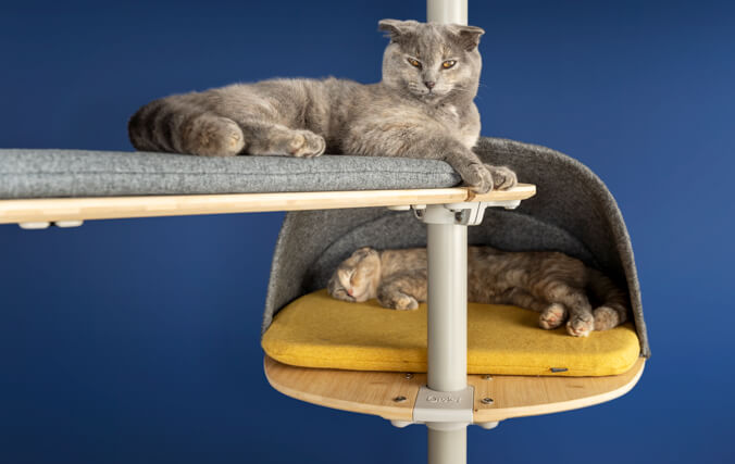 Two cats resting together on a cat tree