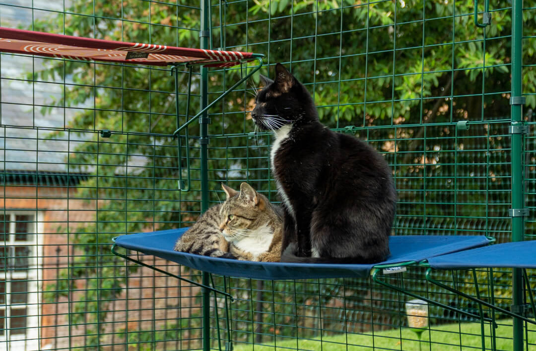 Deux chats assis sur une étagère en tissu dans un enclos d’extérieur pour chat