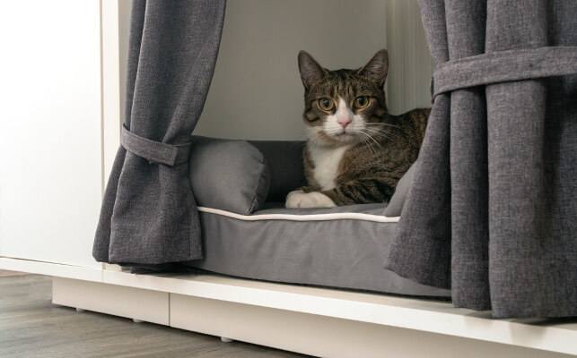 En katt ligger på sängen inne i katthuset Maya Nook