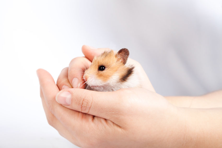 hold hamsters carefully