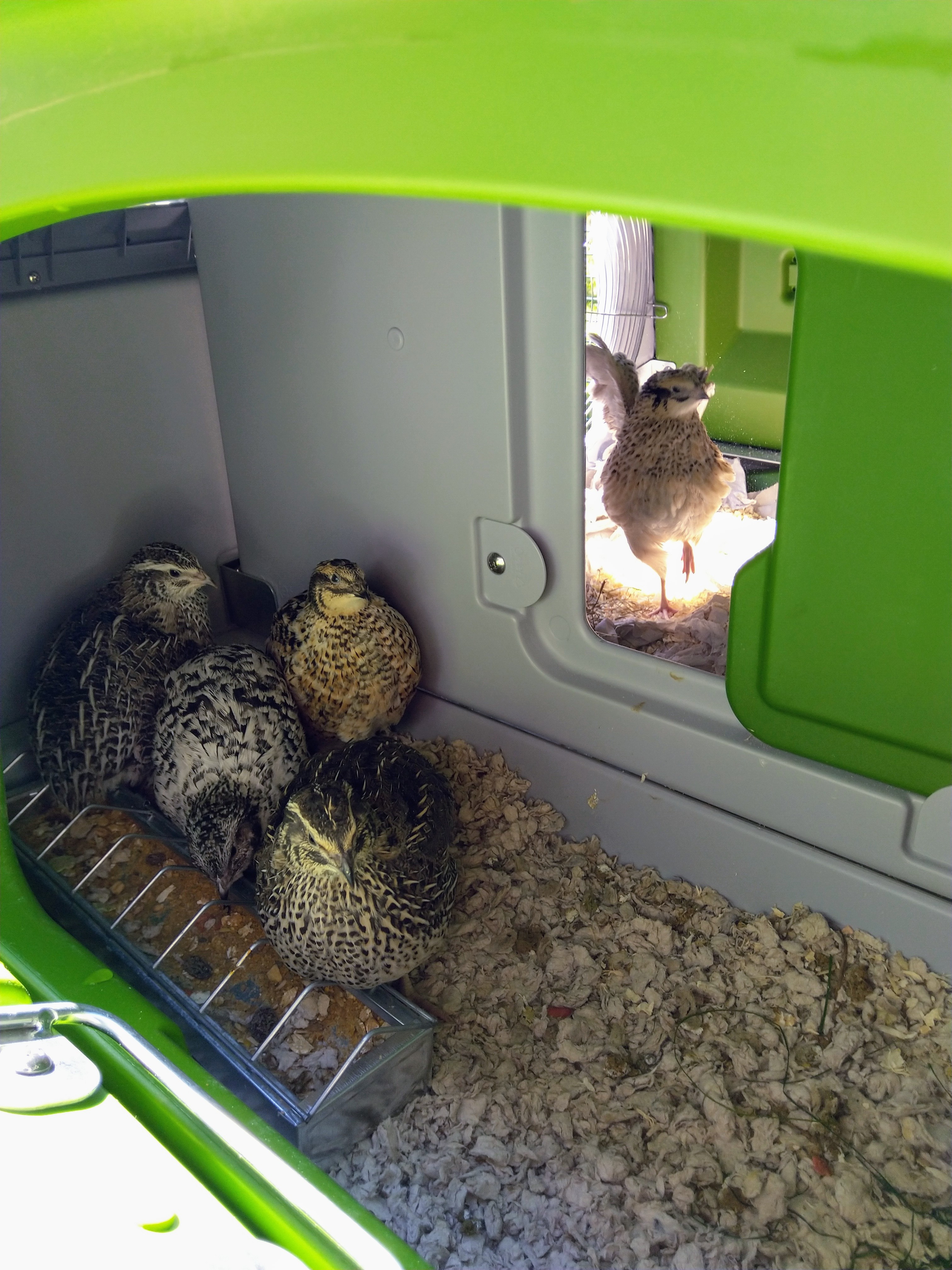 Chickens inside of Omlet Eglu Cube large chicken coop