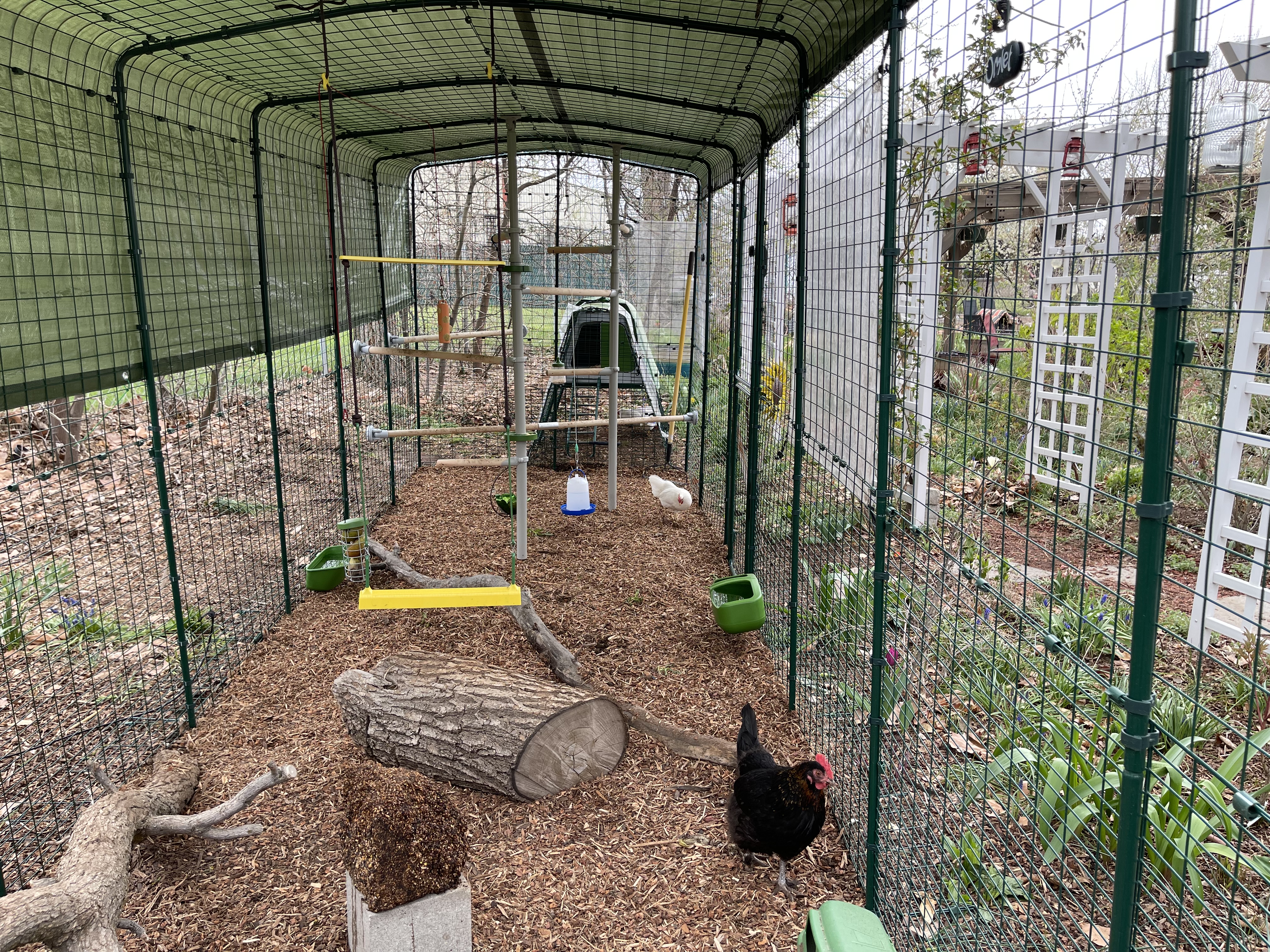 A large chicken run connected to a green coop, including may chicken perches and a chicken swing