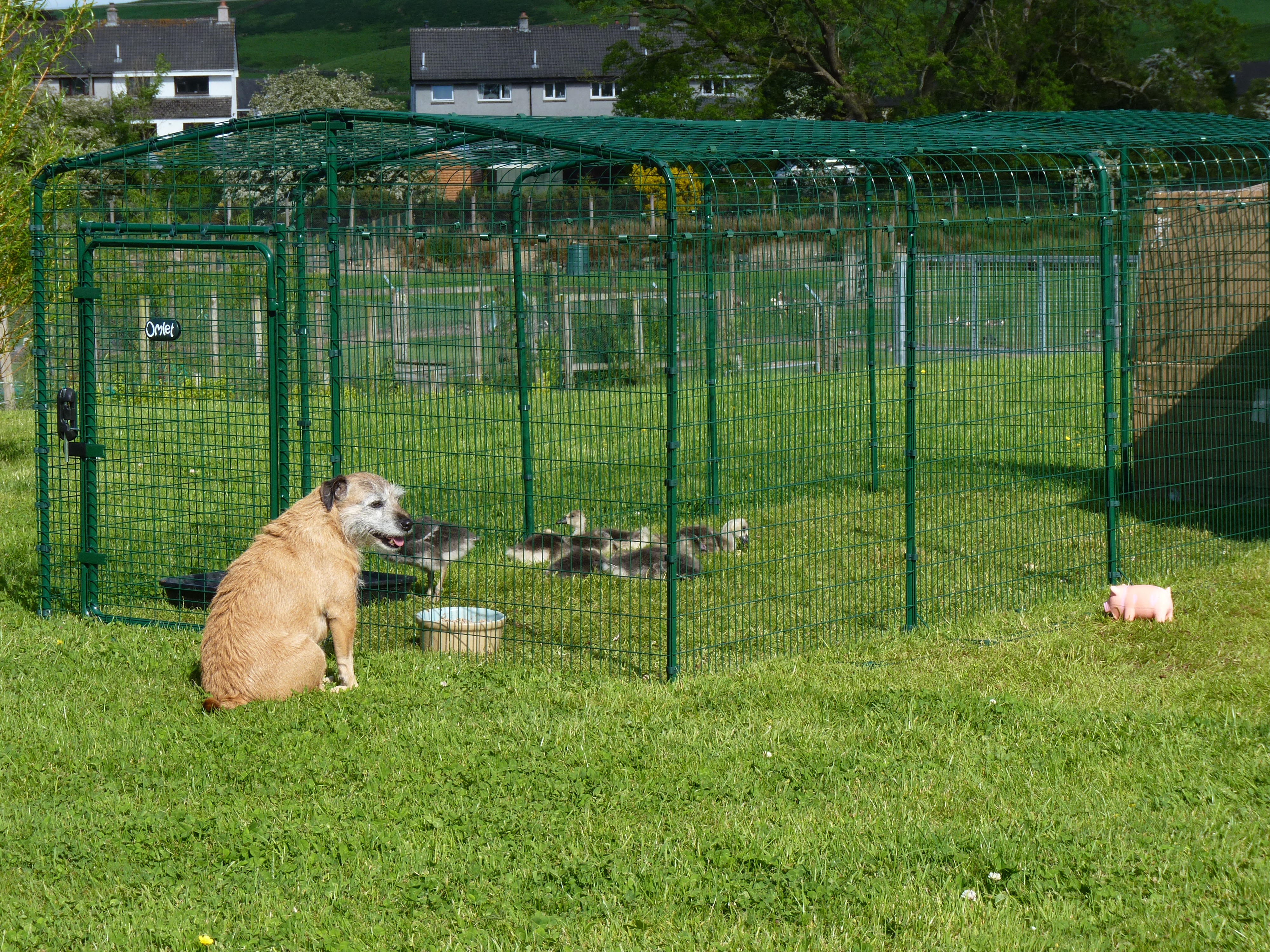 A dog watching some chickens in their run