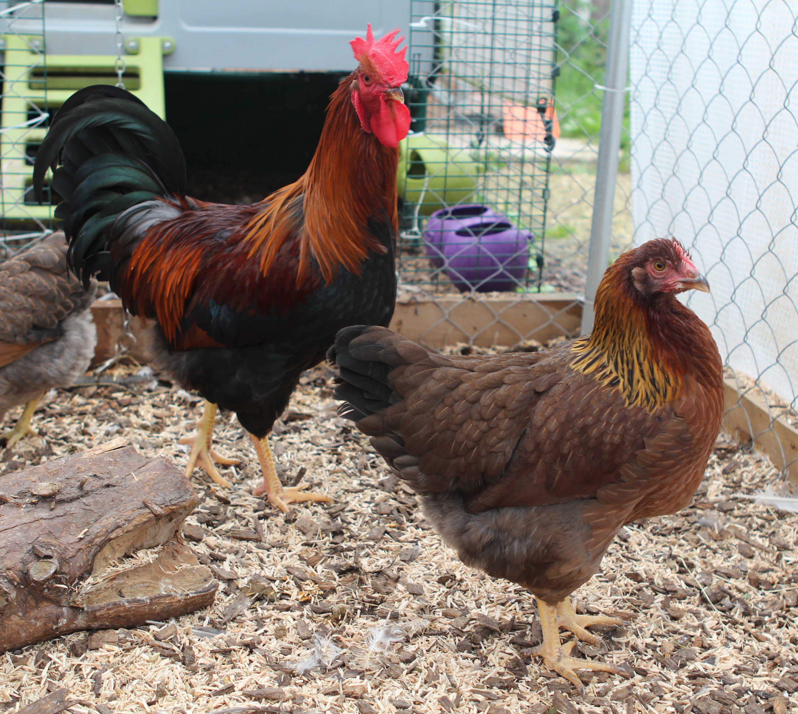 Samantha Dawson's lovely Welsummer hens are being looked after by her cockerel