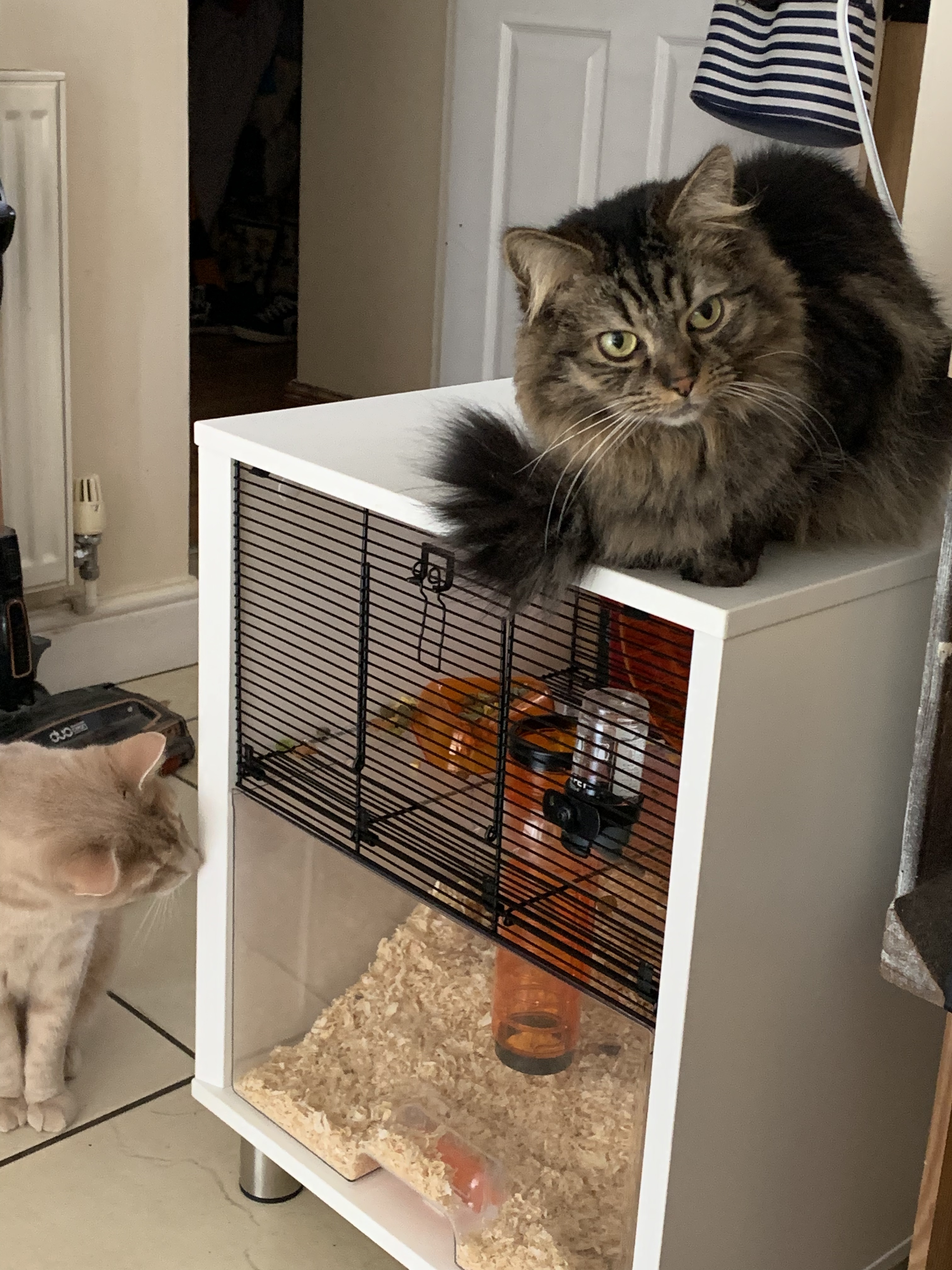 Two cats around a hamster cage