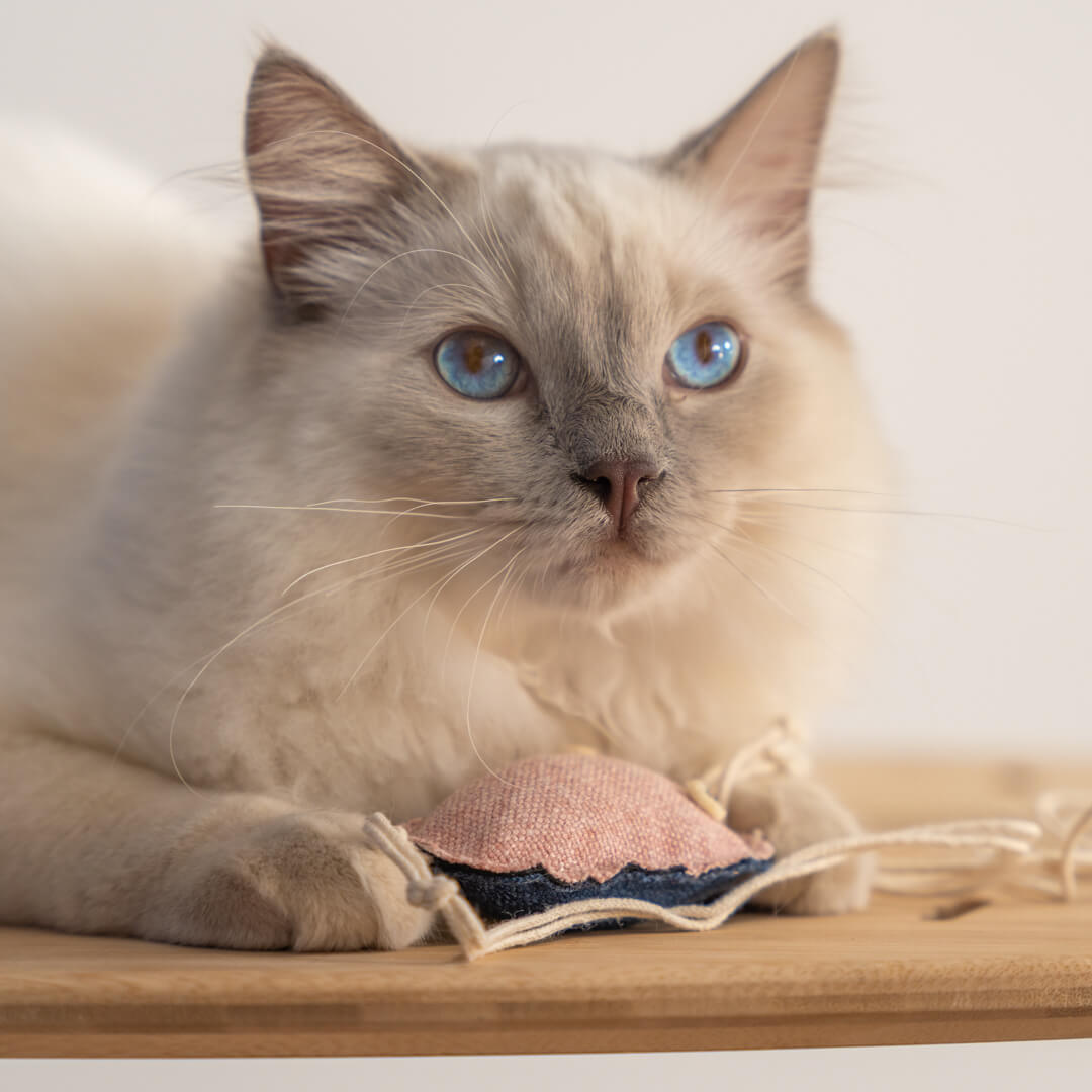 Chat Ragdoll blanc qui tient un jouet avec de l’herbe à chat