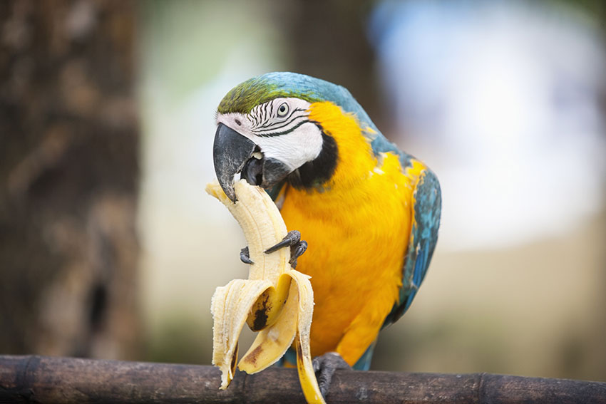Yellow-and-blue Macaw with banana