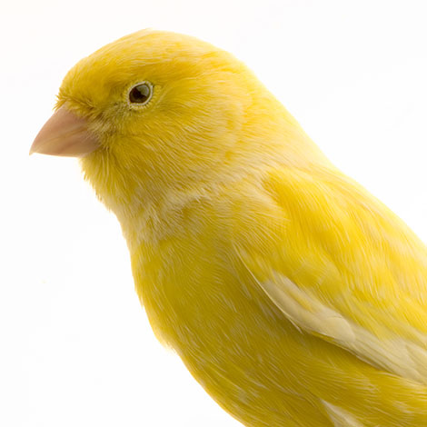 Showing canaries at exhibitions
