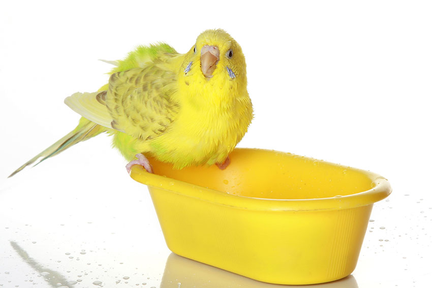 Yellow budgie takes a bath