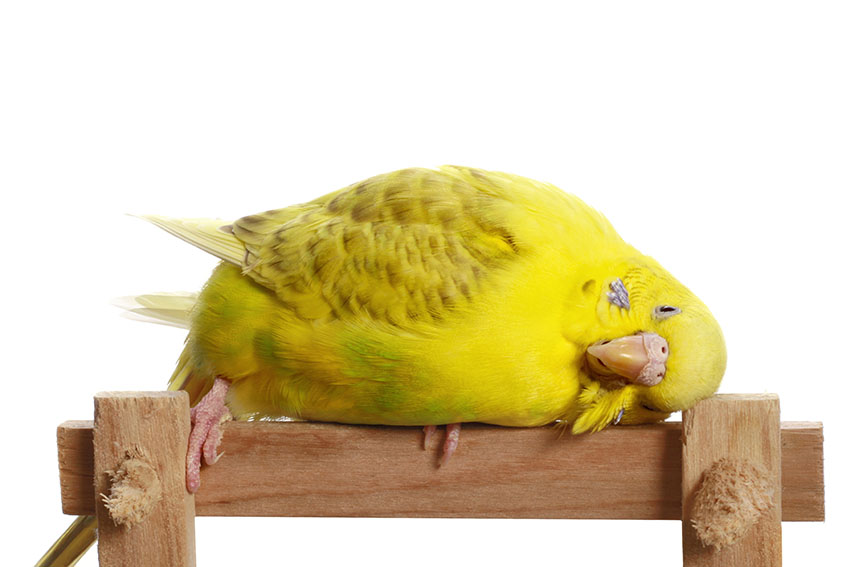 Yellow budgie lying down