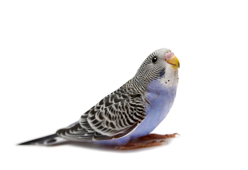 young blue female budgie