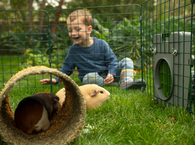 kid playing in the garden with his guinea pigs