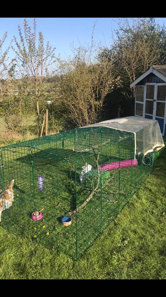 Una larga carrera de conejos en un jardín